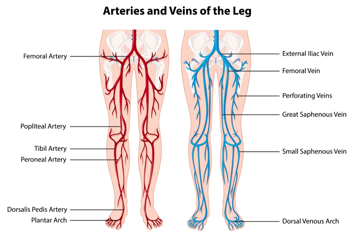 schéma veines et artères des jambes