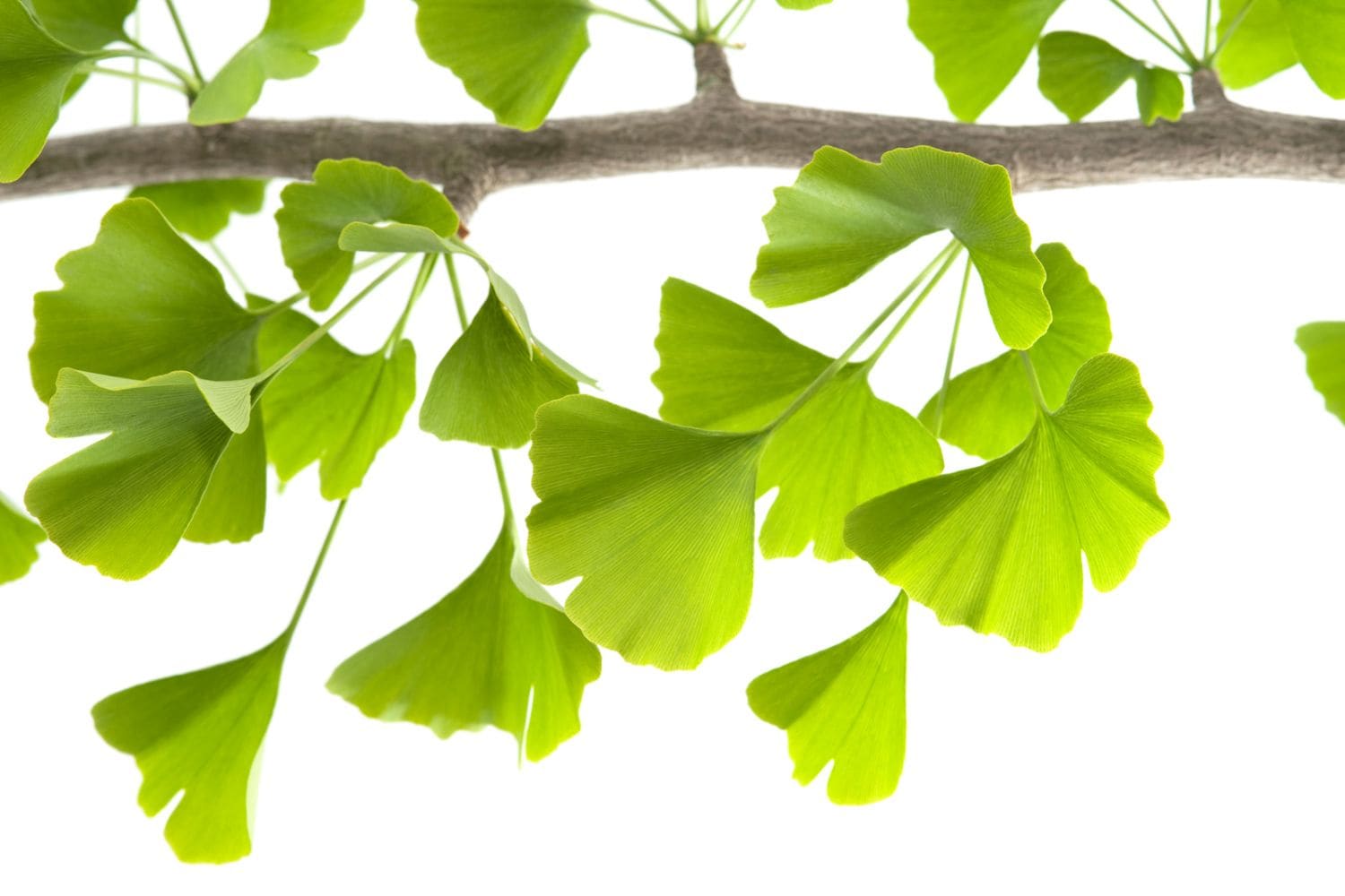 feuilles de ginkgo biloba