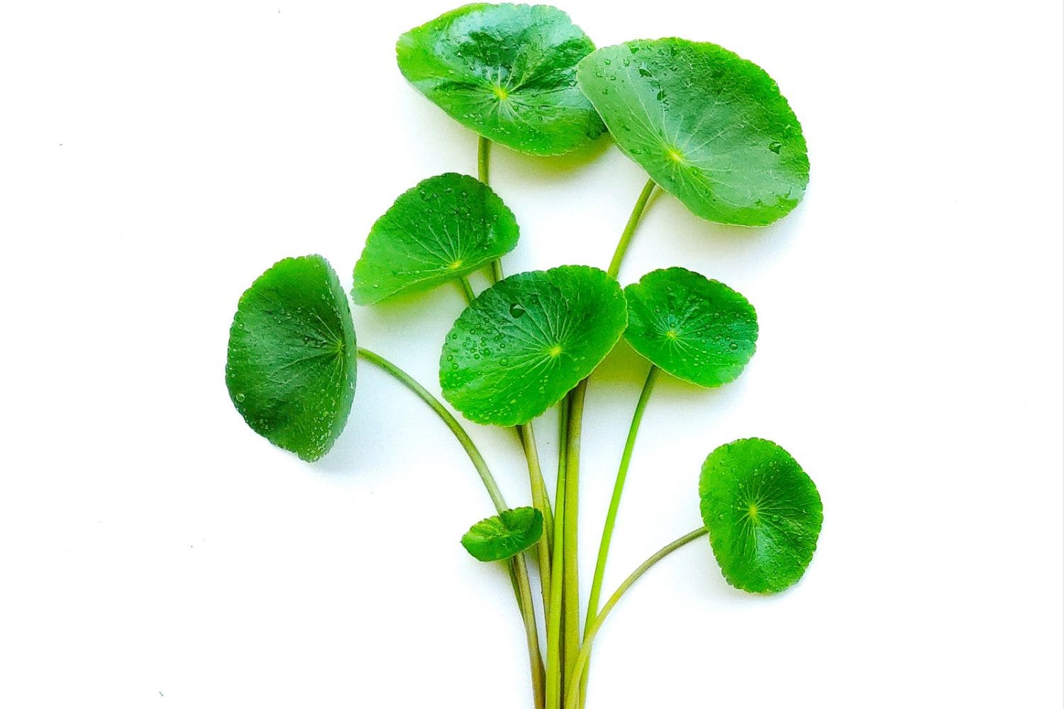 gotu kola