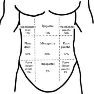 les régions abdominaux
