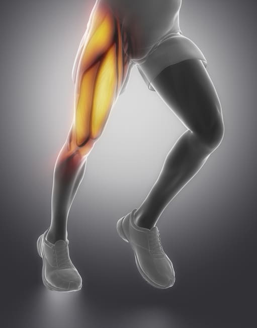 Anatomie du quadriceps et sa fonction dans la course à pied